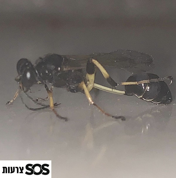 צרעה שבונה קן מבוץ