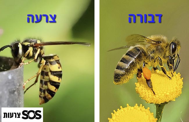 מה ההבדל בין צרעה לדבורה