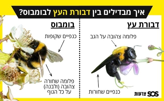 איך מבדילים בין דבורת העץ לבומבוס